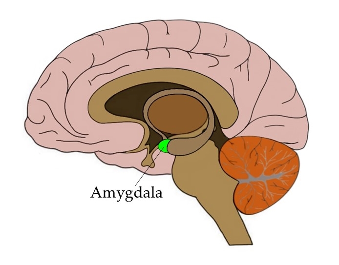 Amygdala.jpg