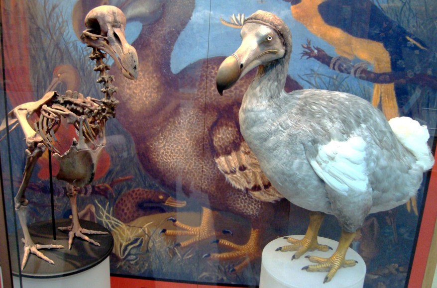 Dodo skeleton.jpg