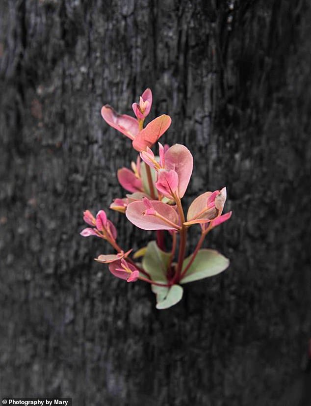 Flower Australia.jpg