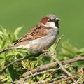 Sparrow